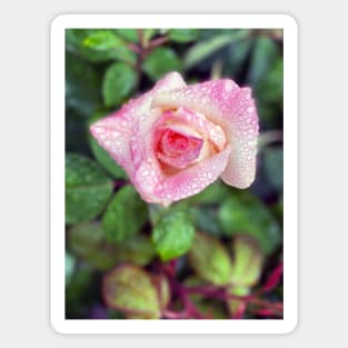 Pink Rose in Spring Rain Magnet